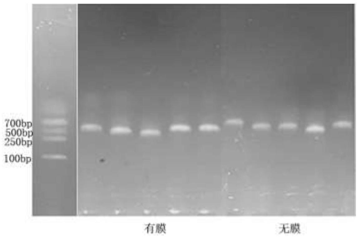 一种基于透析生物膜的高质量真菌DNA提取方法