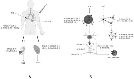 用于增强癌症治疗的聚合物纳米颗粒