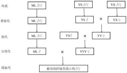 一种麻羽深胫绿壳瑶山鸡配套系制种方法与流程