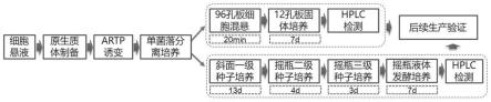 一种基于固体发酵的产黄支顶孢霉高通量筛选方法与流程