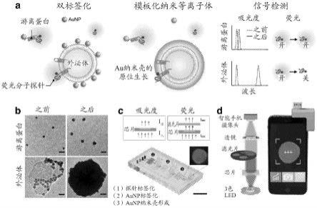 用于表征纳米囊泡及其结合或缔合的靶标的方法和装置