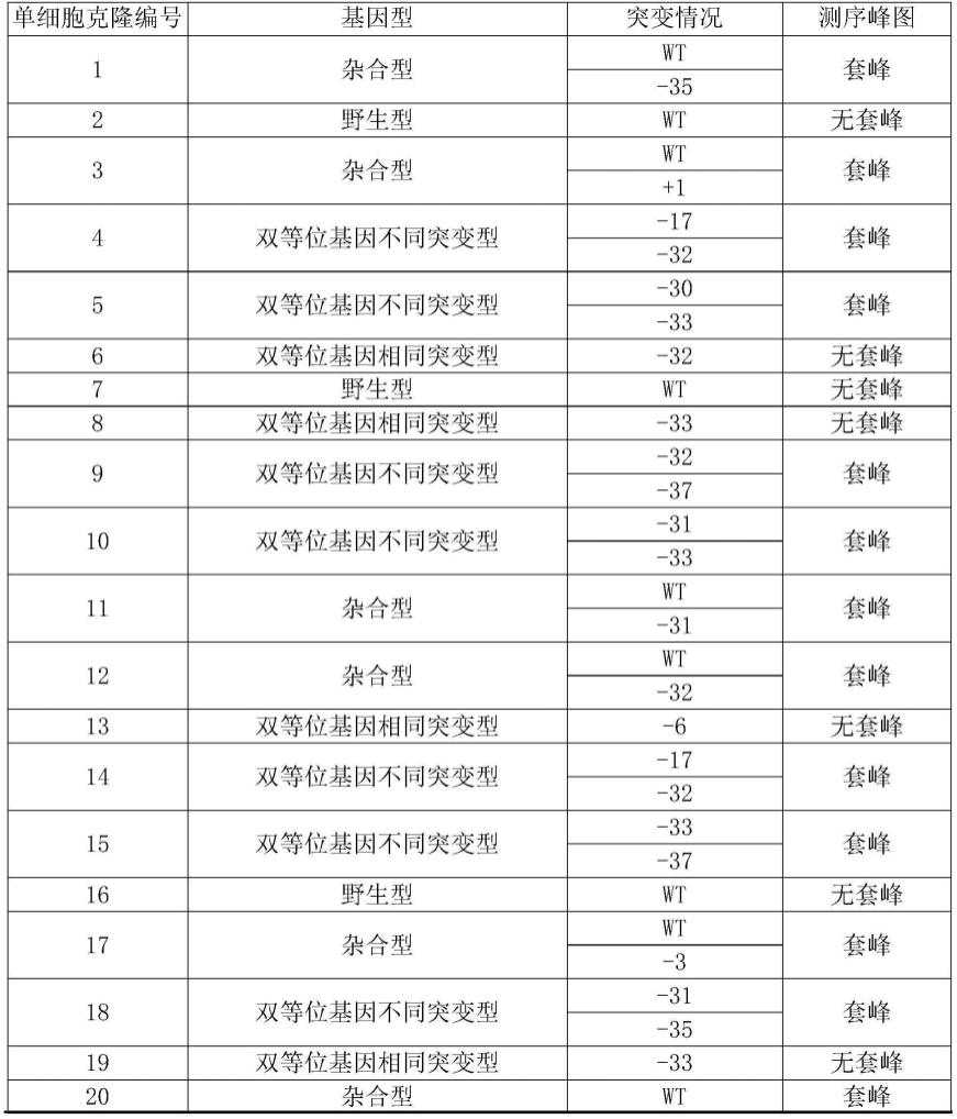 构建CRYGC基因突变的先天性白内障模型猪核移植供体细胞的基因编辑系统及其应用的制作方法