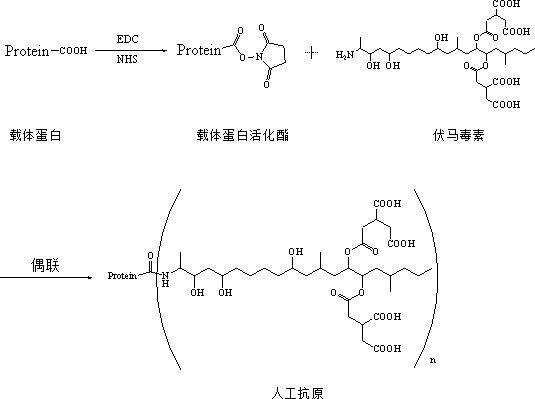 伏马毒素人工抗原及其制备方法与应用与流程