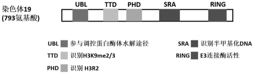 特异性靶向UHRF1的小分子抑制剂UF146在急性髓系白血病中的应用