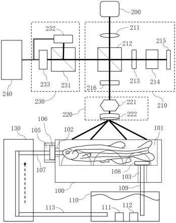 用于斑马鱼活体成像系统的循环麻醉固定装置及成像系统