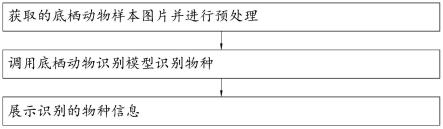 底栖动物自动识别方法、系统、电子设备和可读存储介质