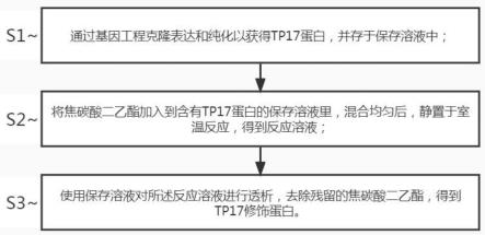 一种TP17蛋白的化学修饰方法及其产物的应用与流程