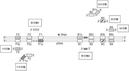 检测单链RNA病毒的方法与流程