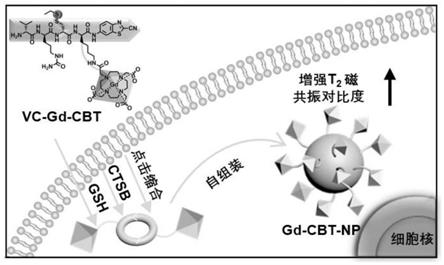 一种胞内构建的CTSB响应的T2型小分子磁共振造影剂及其制备方法