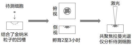 细胞培养与原位检测容器及制备方法、细胞原位检测方法与流程