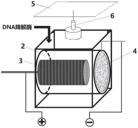 酶强化微生物电解产绿氢的分子调控方法