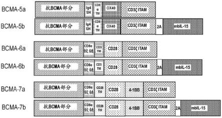 BCMA定向性细胞免疫疗法组合物和方法与流程