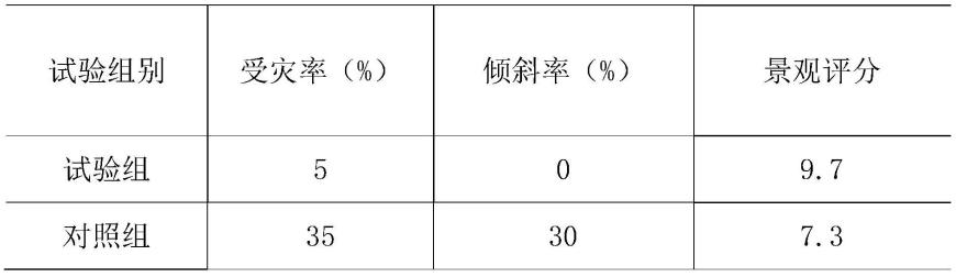 一种长青柳冬青造型苗培育架及其培育方法