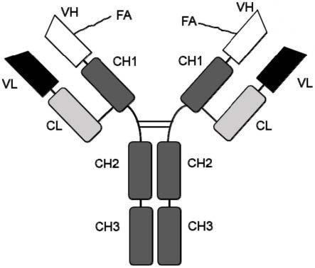 偶联脂肪酸分子的抗体及其用途的制作方法