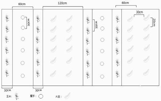 一种玉米套魔芋间大豆种植方法与流程