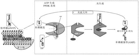 检测SARS-COV-2的方法和设备与流程