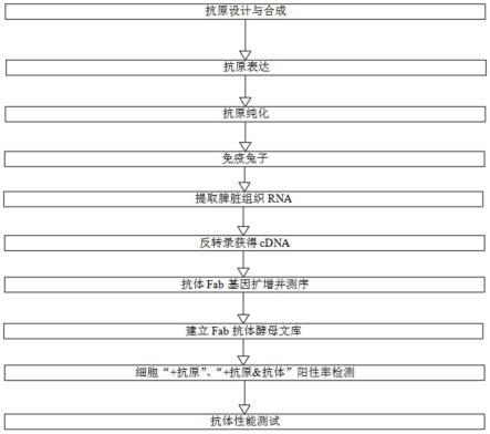 一种利用酵母细胞表面展示技术开发膀胱肿瘤抗原单克隆抗体的方法与流程