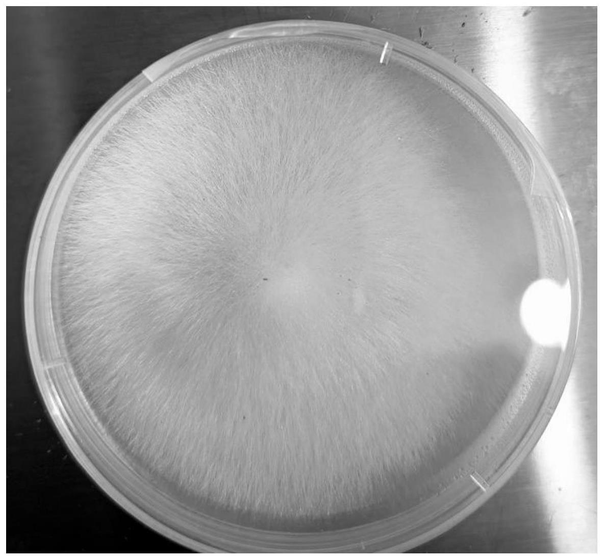 一种促进杜鹃兰属植物种子萌发的菌株及其应用的制作方法