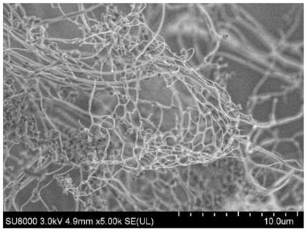 一种纳米粘土水铝英石/海藻酸钠印迹微球的制备方法及应用