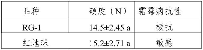 一种抗病硬肉香味葡萄的育种方法