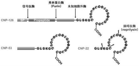 C型利钠肽在制备预防和/或治疗动脉粥样硬化的药物中的应用