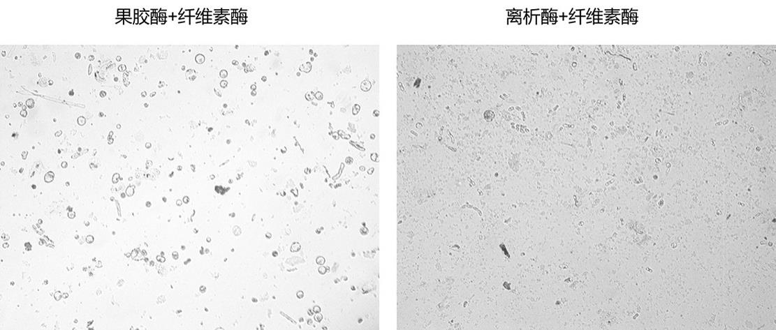 一种烟草原生质体制备方法与流程