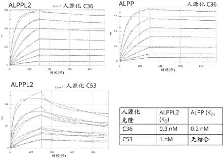 针对ALPPL2和/或ALPP的抗原结合分子及其用途的制作方法