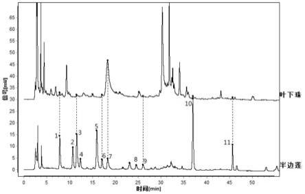 半边莲中药标准汤剂的特征图谱构建方法、鉴别方法以及化学成分含量检测方法与流程