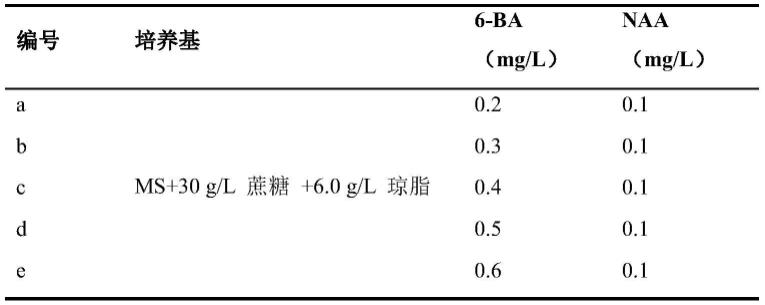 一种基于同化枝诱导的准噶尔无叶豆快速扩繁体系建立的方法