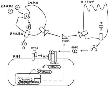 对生理性铁过载的治疗的制作方法