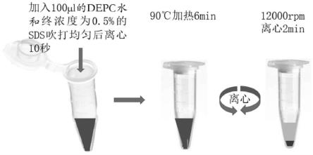 一种用于人或动物的核酸快速提取试剂盒及其应用的制作方法