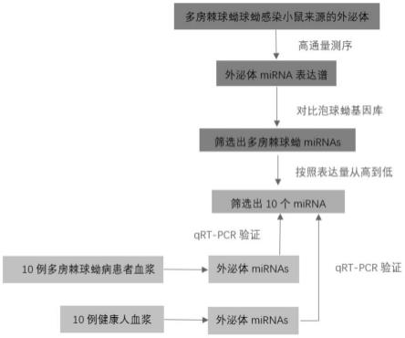 作为多房棘球蚴病诊断标志物的血浆外泌体emu-miR-184-3p及其应用