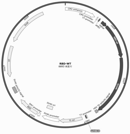 一种基于合成生物学自组装的新冠病毒疫苗产生系统和方法