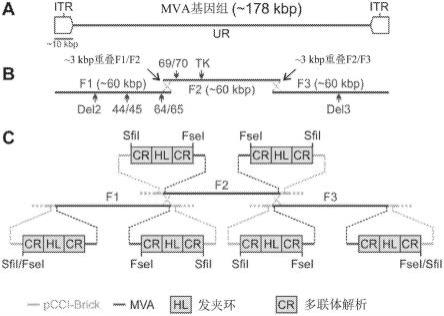 由天然或合成DNA产生的基于痘病毒的载体及其用途的制作方法