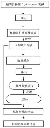 一种蜗牛发酵滤液的制备方法及含其组合物和应用与流程