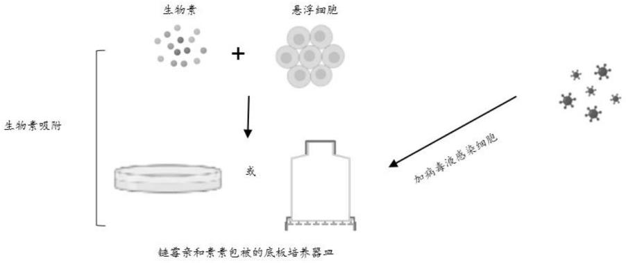 一种感染细胞的方法