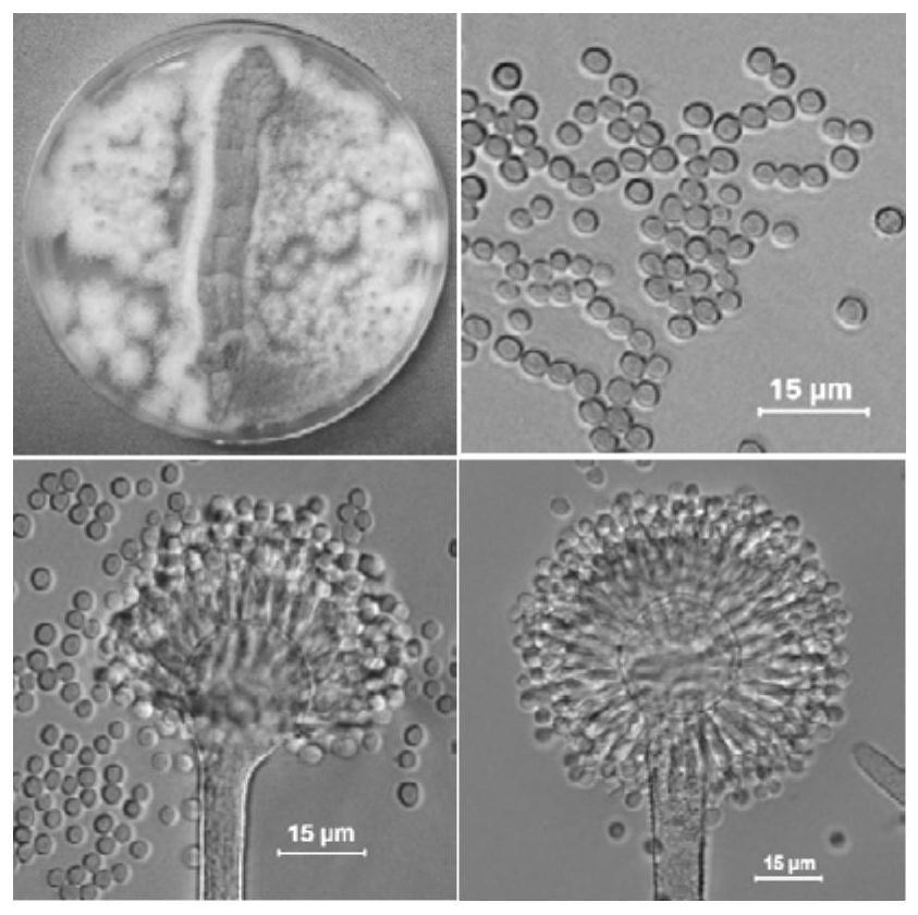 一种米曲霉及其应用的制作方法