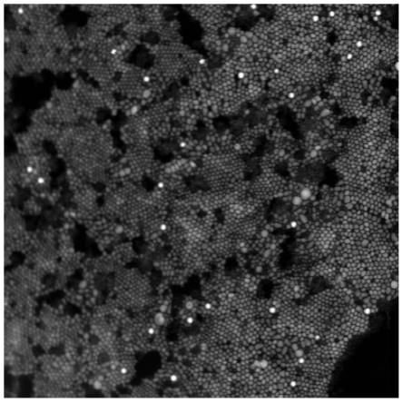 改进的钙钛矿纳米晶异质结复合材料光催化剂及制备方法