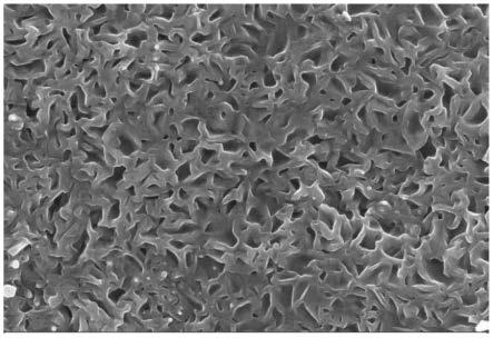 一种钒基多孔析氢阴极及其制备方法和用途