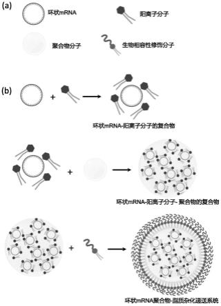 一种环状mRNA聚合物-脂质杂化递送系统及其制备方法和应用与流程