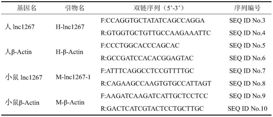 一种长链非编码RNAlnc1267在调节细胞增殖与存活中的应用