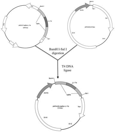 一种重组质粒pMFA42S-Ag85a-IL-17a及其构建方法与应用与流程