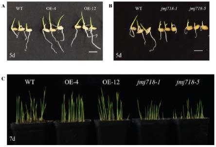 组蛋白去甲基化酶基因OsJMJ718及其编码蛋白在调控水稻种子活力中的应用