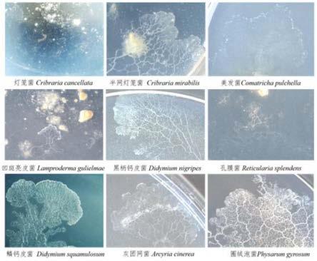 一种人工培养黏菌孢子形成原生质团的培养方法