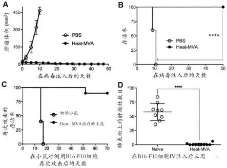 使用灭活的修饰的痘苗病毒安卡拉作为实体肿瘤的单一免疫疗法或与免疫检查点阻断剂组合的制作方法