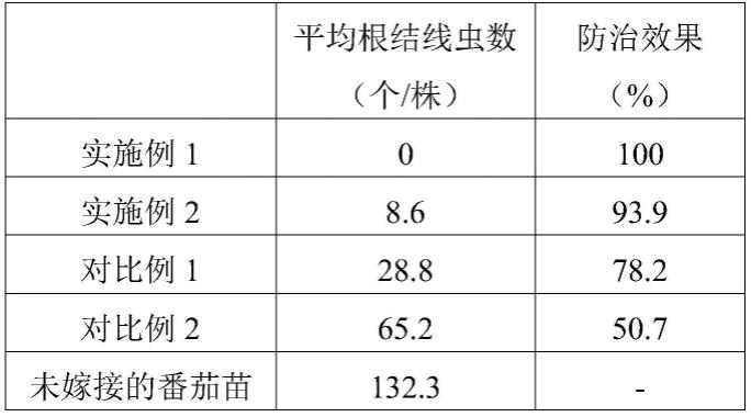 一种耐盐小苗龄番茄嫁接育苗方法与流程