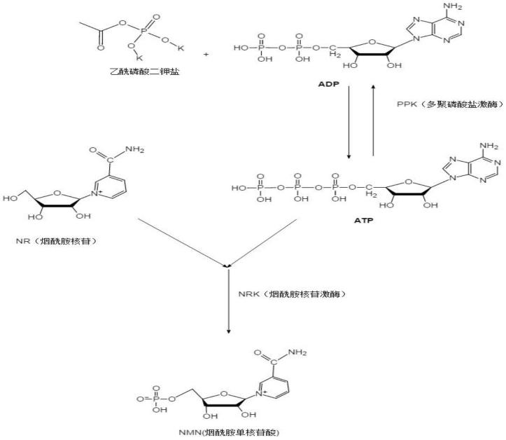生物转化合成β-烟酰胺单核苷酸的方法与流程