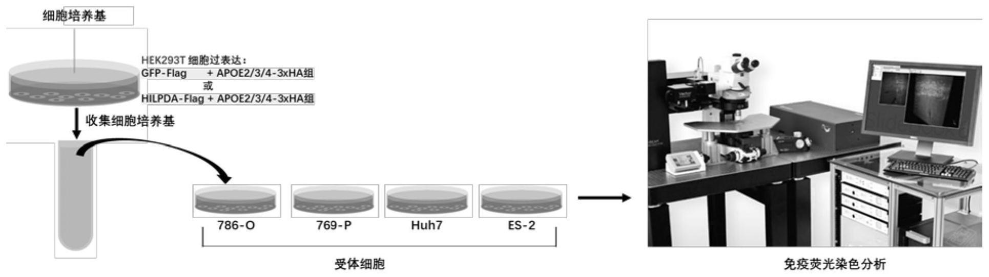 缺氧诱导脂滴相关蛋白(HILPDA)在预防或治疗高血脂相关疾病中的应用