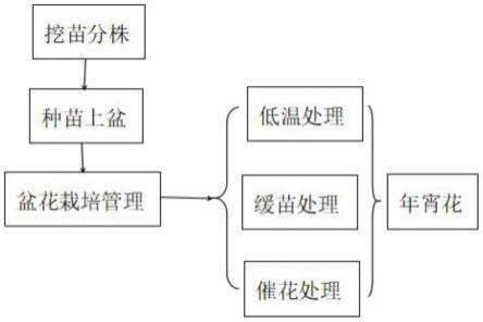 一种大花萱草年宵花栽培处理方法与流程