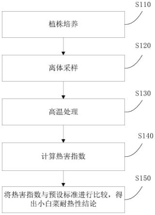 一种小白菜耐热性鉴定方法